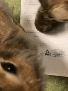 a close up of a cat looking at a piece of paper with a foreign language on it