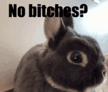 a rabbit with the words " no bitches " written on it