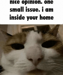 a cat is looking at the camera with the words `` nice opinion one small issue , i am inside your home '' .