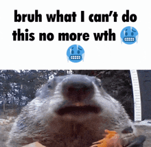 a picture of an otter with the words bruh what i can 't do this no more with