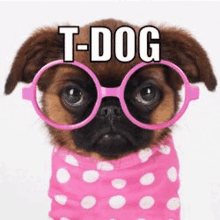 a dog wearing glasses and a pink polka dot shirt .