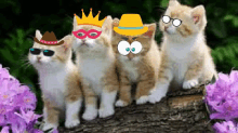 four kittens wearing sunglasses a hat and a crown