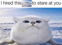 a picture of a white cat with a caption that says i hired this to stare at you