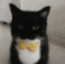 a black cat is wearing a yellow bow tie .