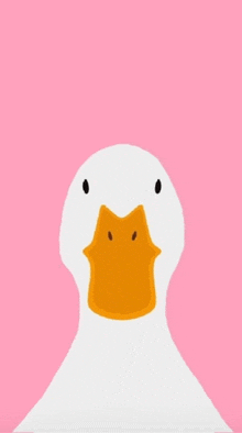 a white duck with an orange beak and black eyes is on a pink background