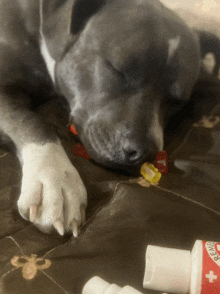 a dog is laying on a bed next to a bottle of rescue ointment