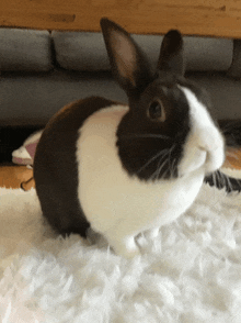 a black and white rabbit sitting on a white carpet