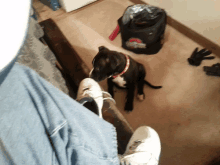 a black and white dog standing next to a person 's foot