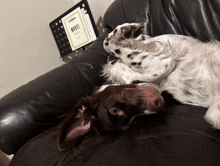 a brown and white dog laying on a couch in front of a computer monitor with the word manti on it