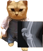 a cat dressed as a doctor is holding an x-ray of a knee with a brain in it