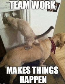 a dog and a cat standing next to each other with a caption that says team work makes things happen