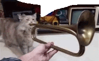 a person is playing a trumpet with a cat behind them .