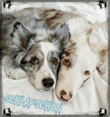 two dogs are laying next to each other on a bed with schlafschon written on the bottom of the picture