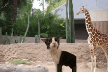 a giraffe standing next to a cat that looks like a cat