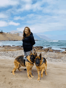 a woman stands on a beach with two german shepherds wearing muzzles one of which has a patch that says police