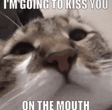 a cat with the caption i 'm going to kiss you on the mouth on its face