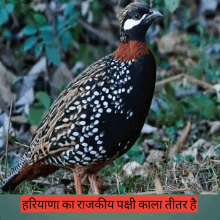 a bird with white spots on its feathers is standing in the grass next to a sign that says " haryana "