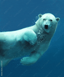 a polar bear is swimming in the ocean looking at the camera