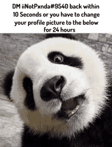 a picture of a panda bear with a caption that says dm iinotpxnda # 9540