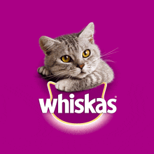 a cat laying on a purple background with the whiskas logo behind it