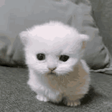 a small white kitten is sitting on a couch and looking at the camera .