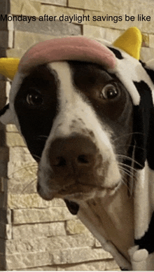 a brown and white dog wearing a cow hat