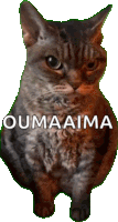 a cat with the word oumaaima on its face