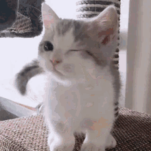 a small white and gray kitten is sitting on a chair with its eyes closed and looking at the camera .