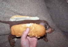 a person is holding a hot dog with mustard on it .