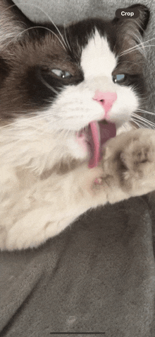 a close up of a cat with its tongue hanging out and a crop button