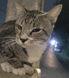 a close up of a cat 's face with a blurred background