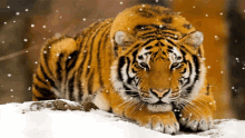 a tiger laying in the snow with snow falling on it