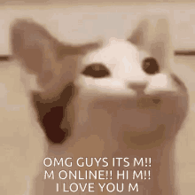 a cat says omg guys its m !!! m online !! hi m !!! i love you m