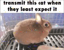 a picture of a rabbit with the words transmit this cat when they least expect it