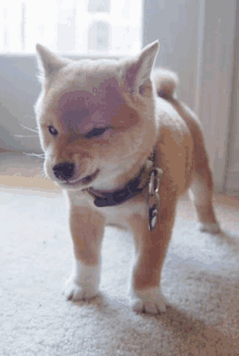 a small brown and white dog wearing a collar with a tag that says 6