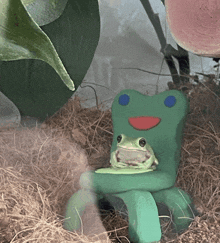 a frog is sitting on a green chair with blue eyes