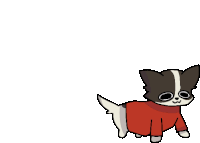 a black and white dog wearing a red sweater on a white background