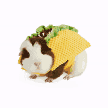 a guinea pig wearing a taco costume with lettuce on top