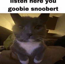 a gray and white cat is sitting on a couch with a caption that says `` listen here you goobie snoopert ''