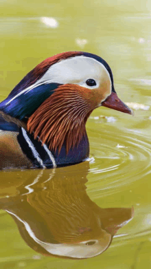 a colorful duck is swimming in a pond with a green background