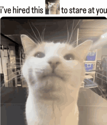 a picture of a cat with a caption that says i 've hired this to stare at you