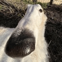 a close up of a white dog 's nose with a black spot on it .