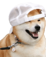 a dog wearing a white hat and collar with a tag on it