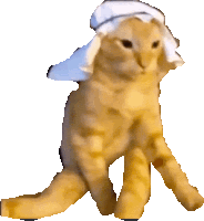 a cat wearing a white hat is walking