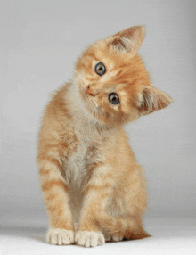 a small orange kitten with blue eyes is looking up at the camera