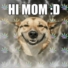 a dog is smiling in front of a marijuana leaf background and says hi mom : d