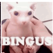 a close up of a person holding a cat with the word bingus written on it .