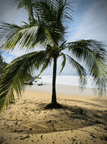 a palm tree on a sandy beach with a blue sky in the background