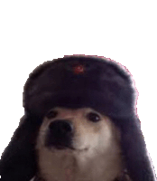 a dog wearing a black hat is looking at the camera on a white background .