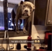 a dog is standing on a window sill with a caption that says he about to kill himself .